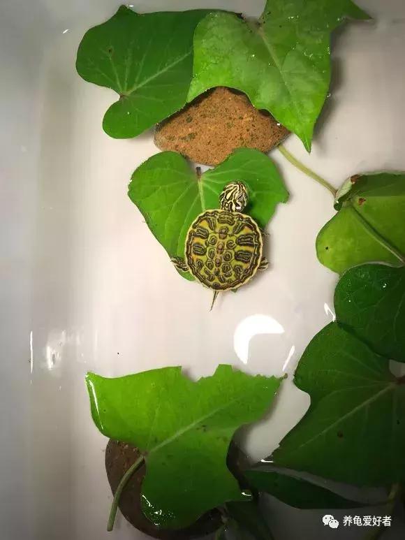 为什么草龟总是打架,幼龟打架是什么问题