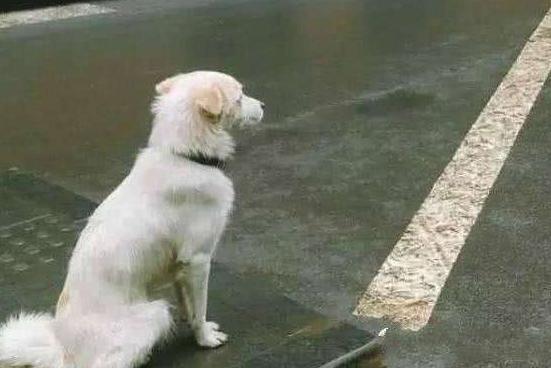 狗狗要喝什么水,狗狗每天喝几次水最好