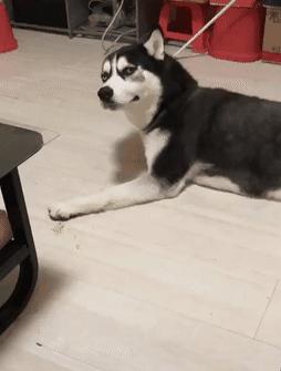 哈士奇被骂哭原版视频,哈士奇被骂傻狗突然变脸