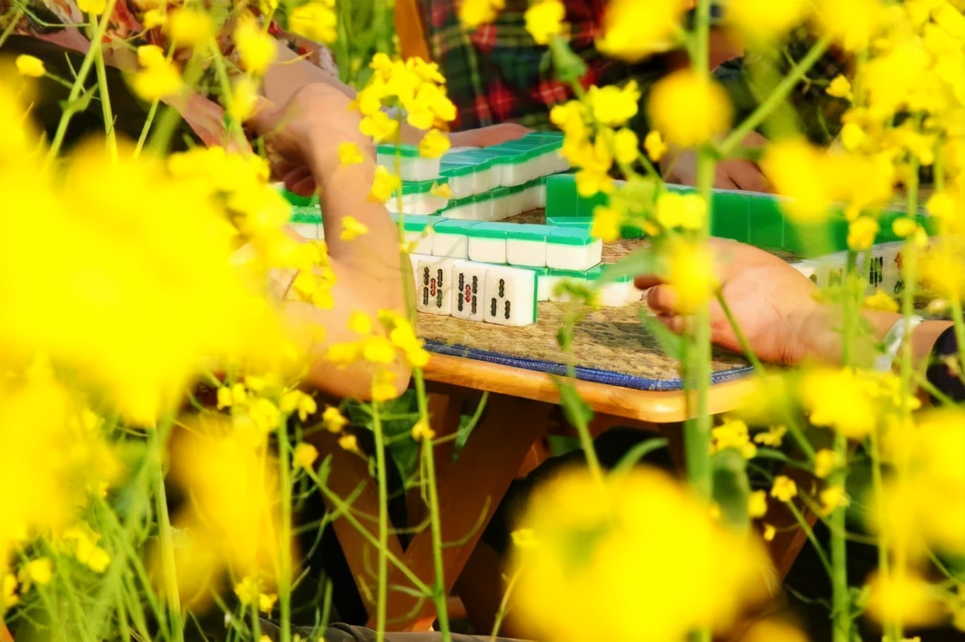 油菜花风景点,罗平县小油菜花