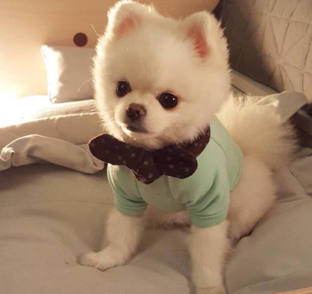 养五个月的博美新手要注意什么,博美怎么养才养得好呢