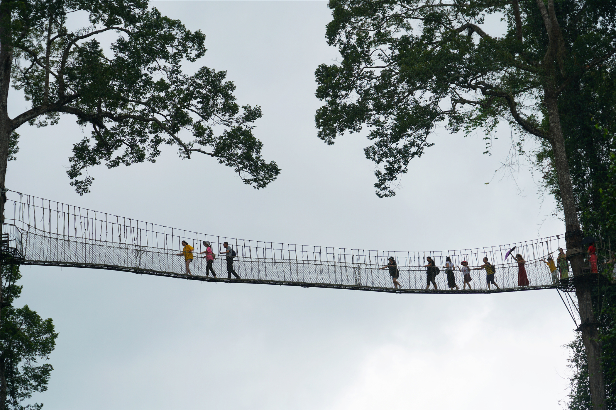 热带雨林丛林深处望天树图片,热带雨林中的望天树