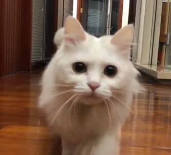 捡到只流浪猫对自己非常好怎么办,十天前捡到流浪猫现在怎么样了