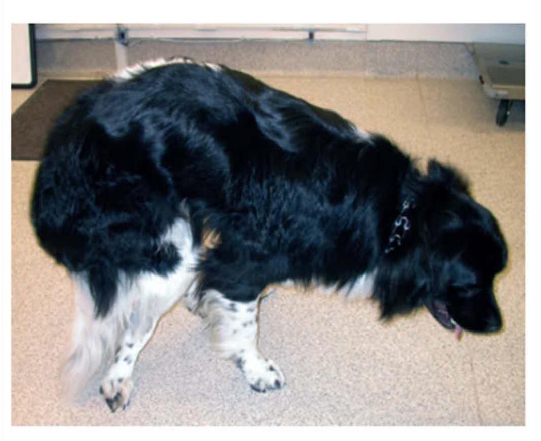 犬膝盖脱位,犬第一颈椎脱位