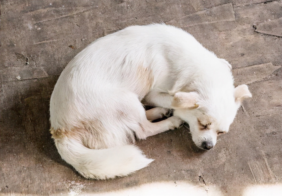 祝狗狗幸福的句子,狗狗的不同睡姿代表什么