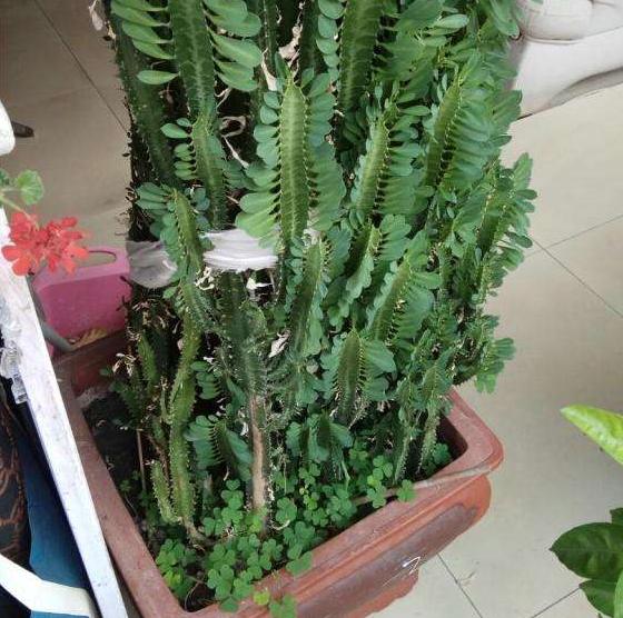 室内养花除甲醛最好最快的方法,客厅绿植大盆栽皮实好养活去甲醛