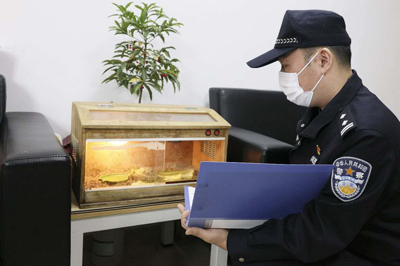 野生动物被罚后去哪里了,被收缴的野生动物怎么处理的