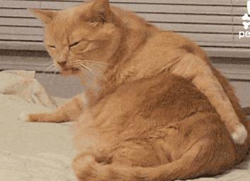 广东的刮痧凉茶,刮痧可以喝凉茶吗