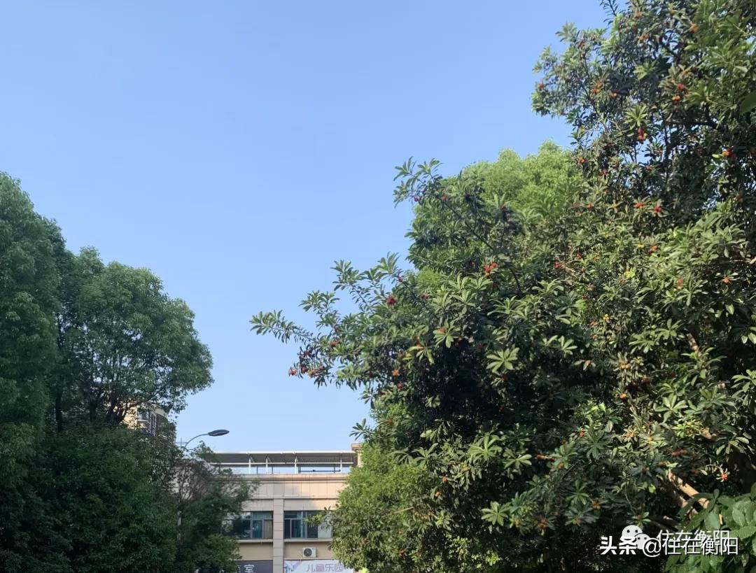 鉴盘②丨碧桂园入衡首盘,五星级的家兑现了吗?