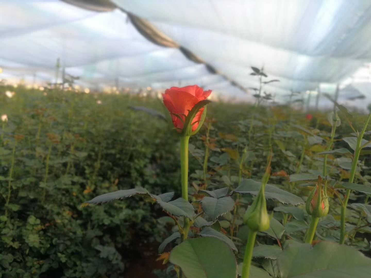 云南省通海县骄阳花卉种苗专业合作社风采（组图）