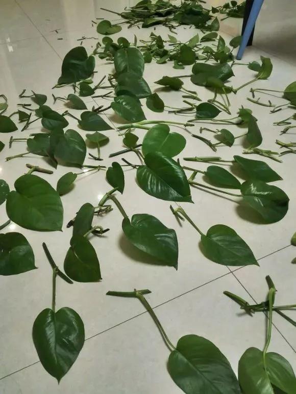 农村绿萝泛滥成灾,绿萝怎么防止烂根