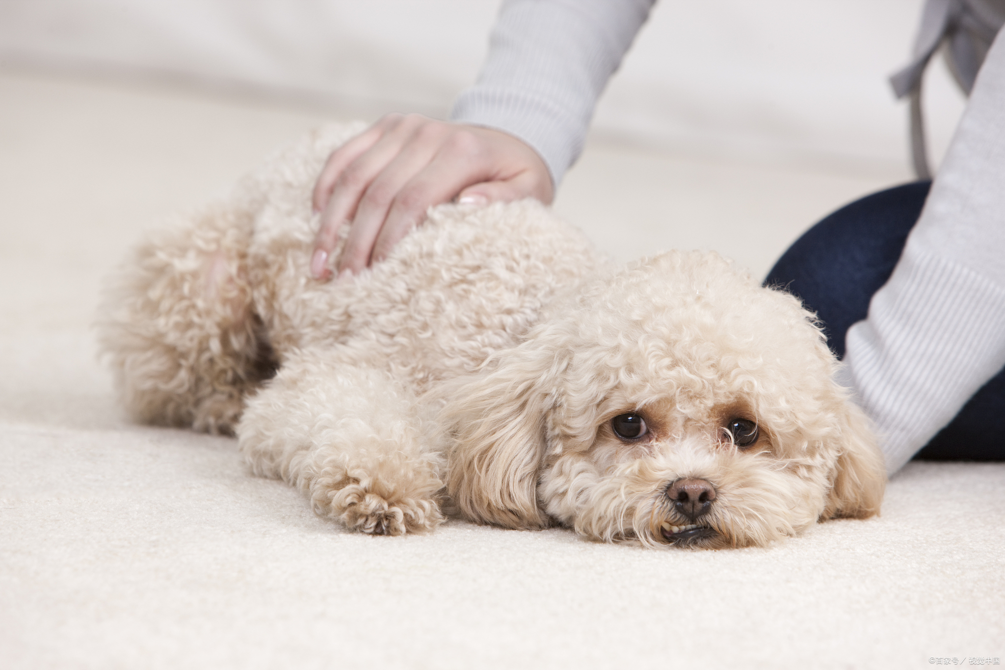 泰迪犬一般吃什么狗粮比较好,养泰迪犬怎样选狗粮