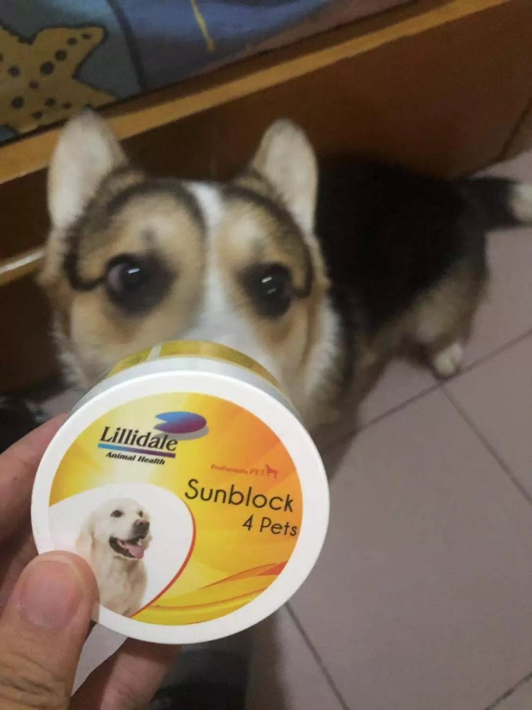 请描述中暑知识及中暑急救步骤,狗中暑能喂藿香正气水吗