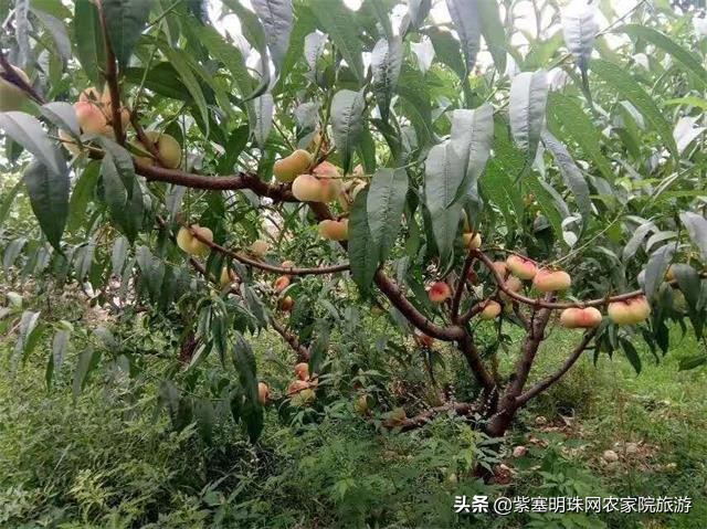 梨木台慧仁居农家院一日游,适合年轻人去的蓟县农家院