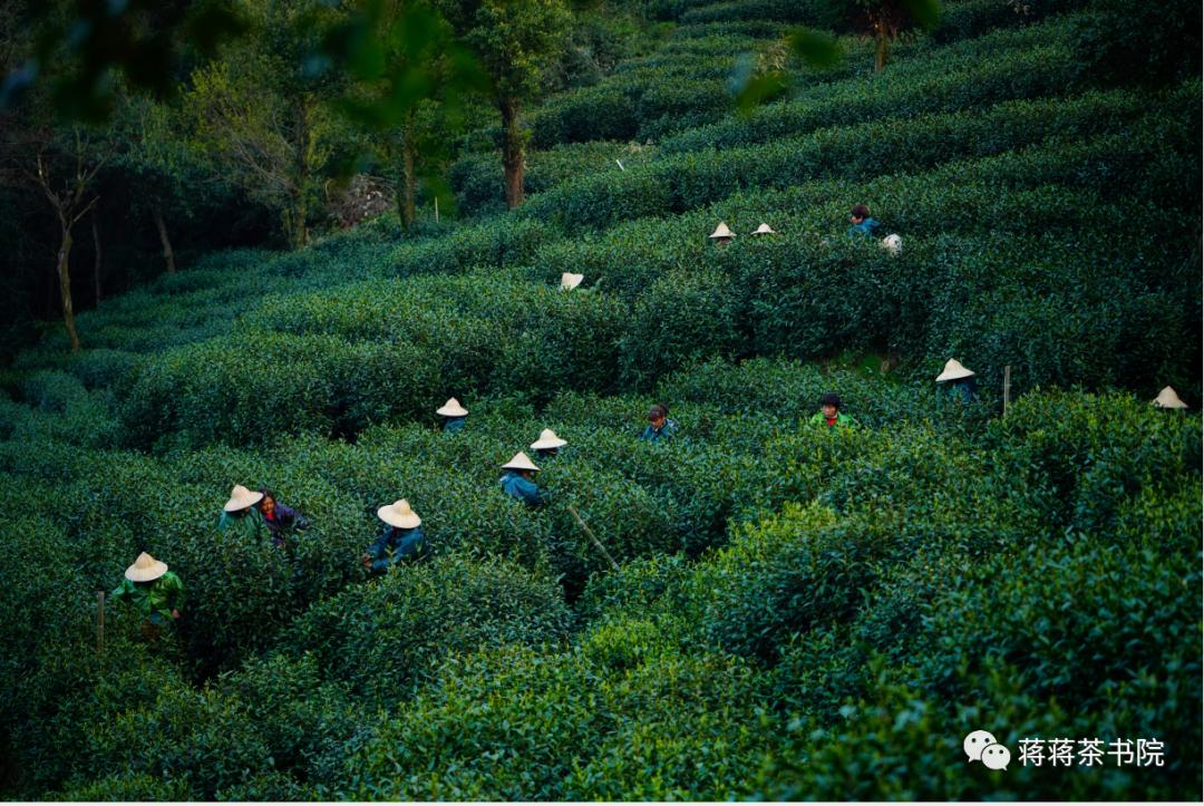 西湖龙井的文化故事,龙井问茶杭州西湖