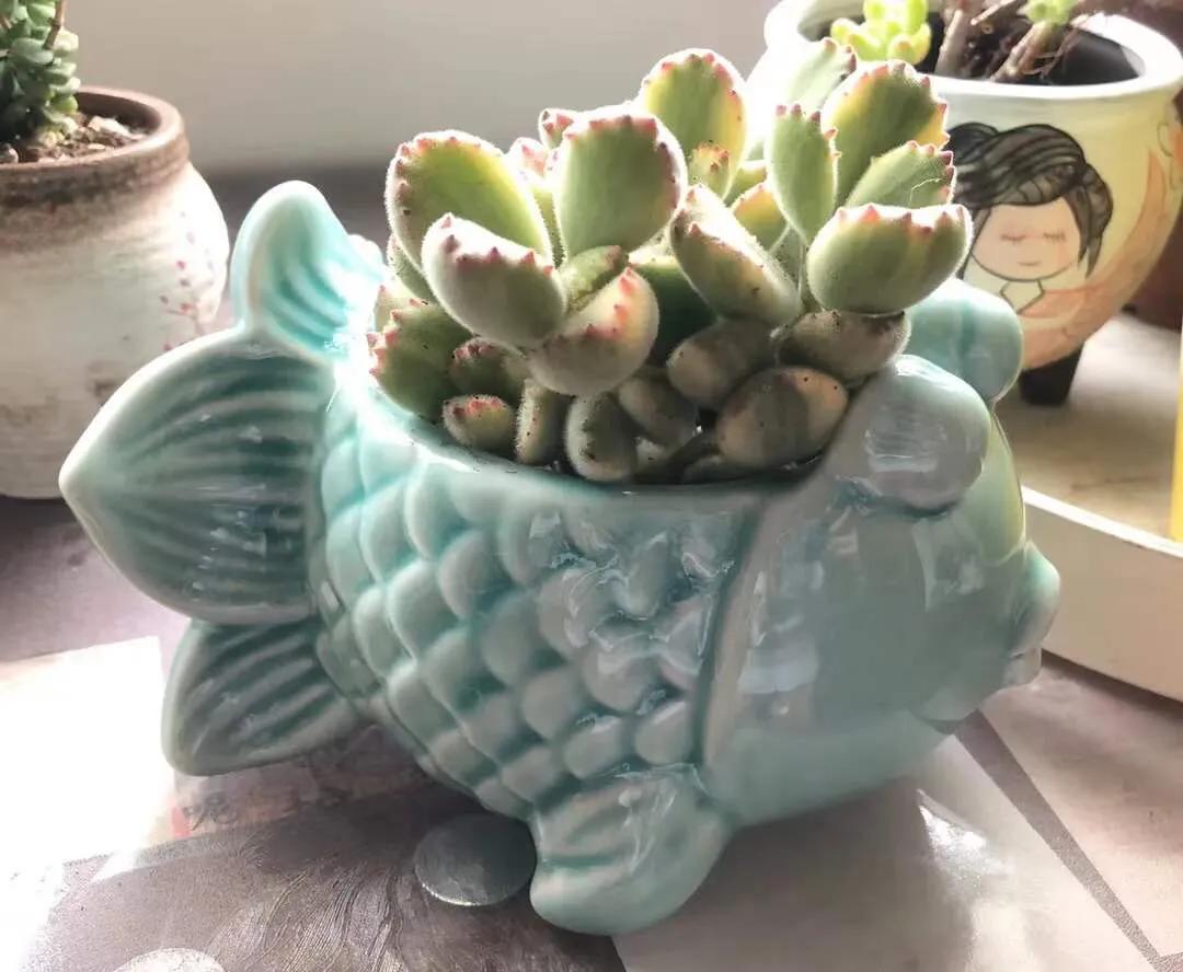 网上买的多肉如何处理视频,多肉徒长怎么办教你一招1盆变10盆