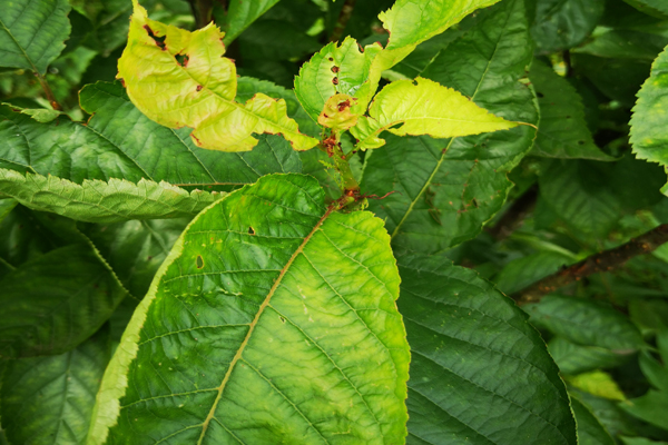 樱桃树补枝,樱桃树幼果期补铁