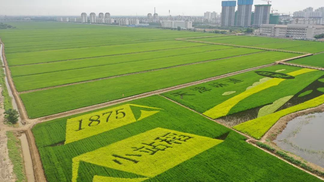 中国最好吃的贡米,最正宗的贡米