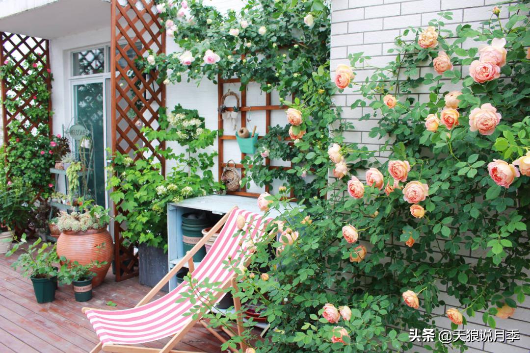 如何打造四季开花的花园,如何打造四季都有花的花园