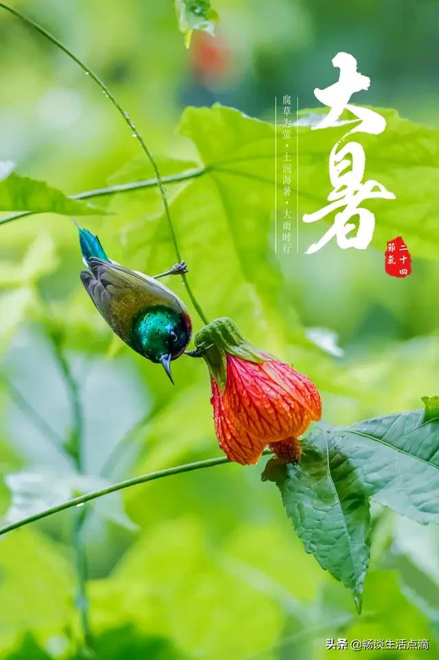 大暑的谚语对应的习俗,大暑将至节气俗语