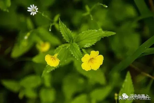 探秘汉中,汉中一村子窜入野生羚牛