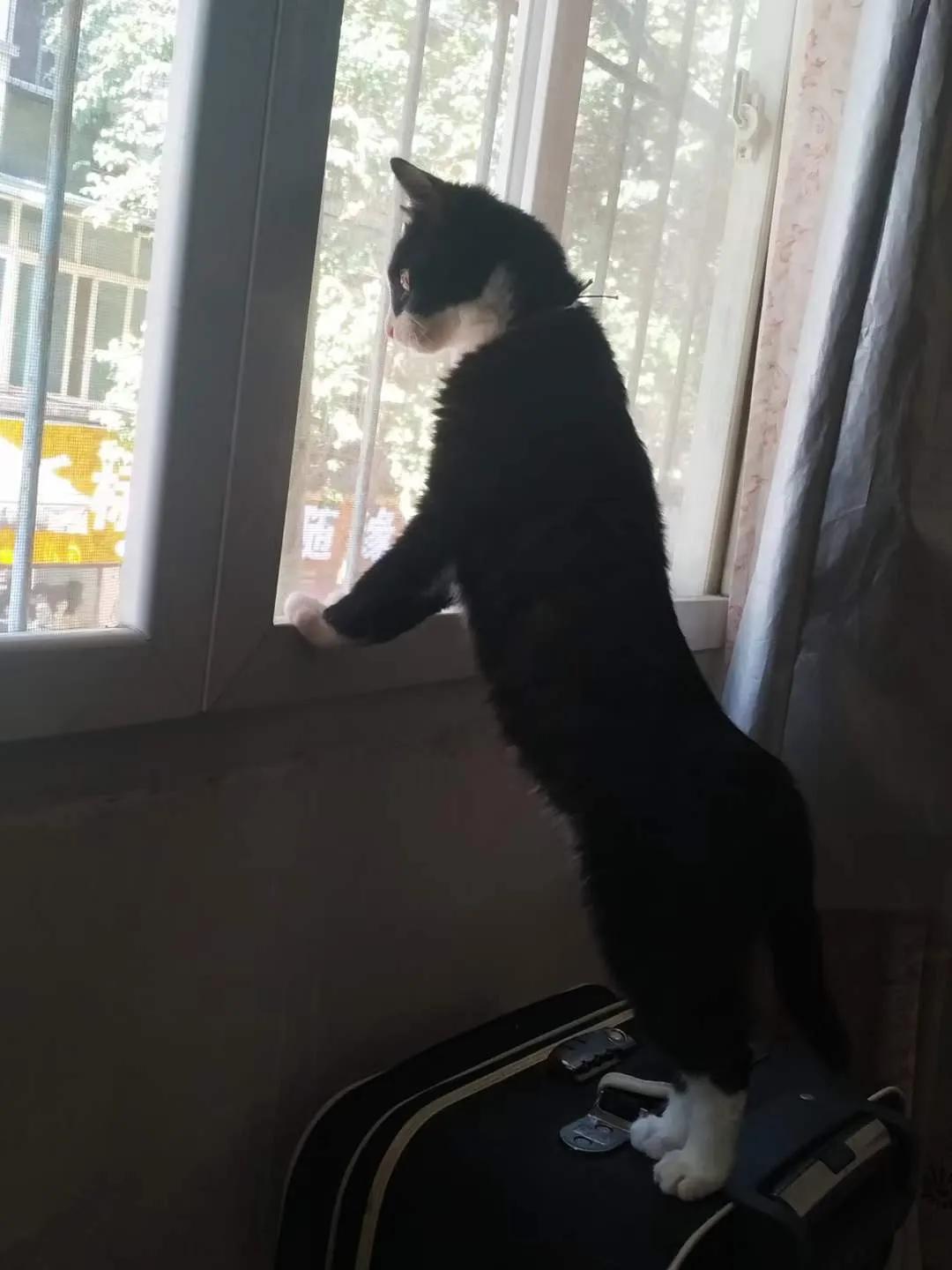 忘不掉的猫,一眼就忘不掉的猫