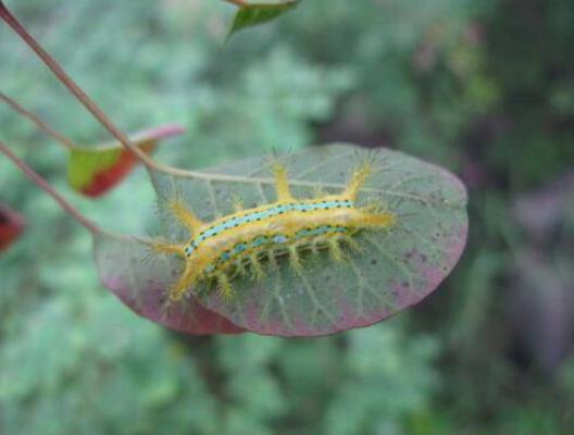 被农村的蝎子蛰了怎么办,被凶猛的野生动物遇上该怎么办