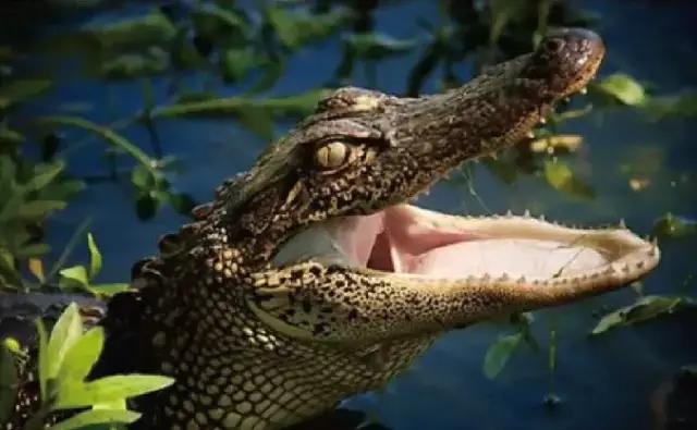 湖州悦湖名城售楼电话,湖州悦湖名城新盘火热开售