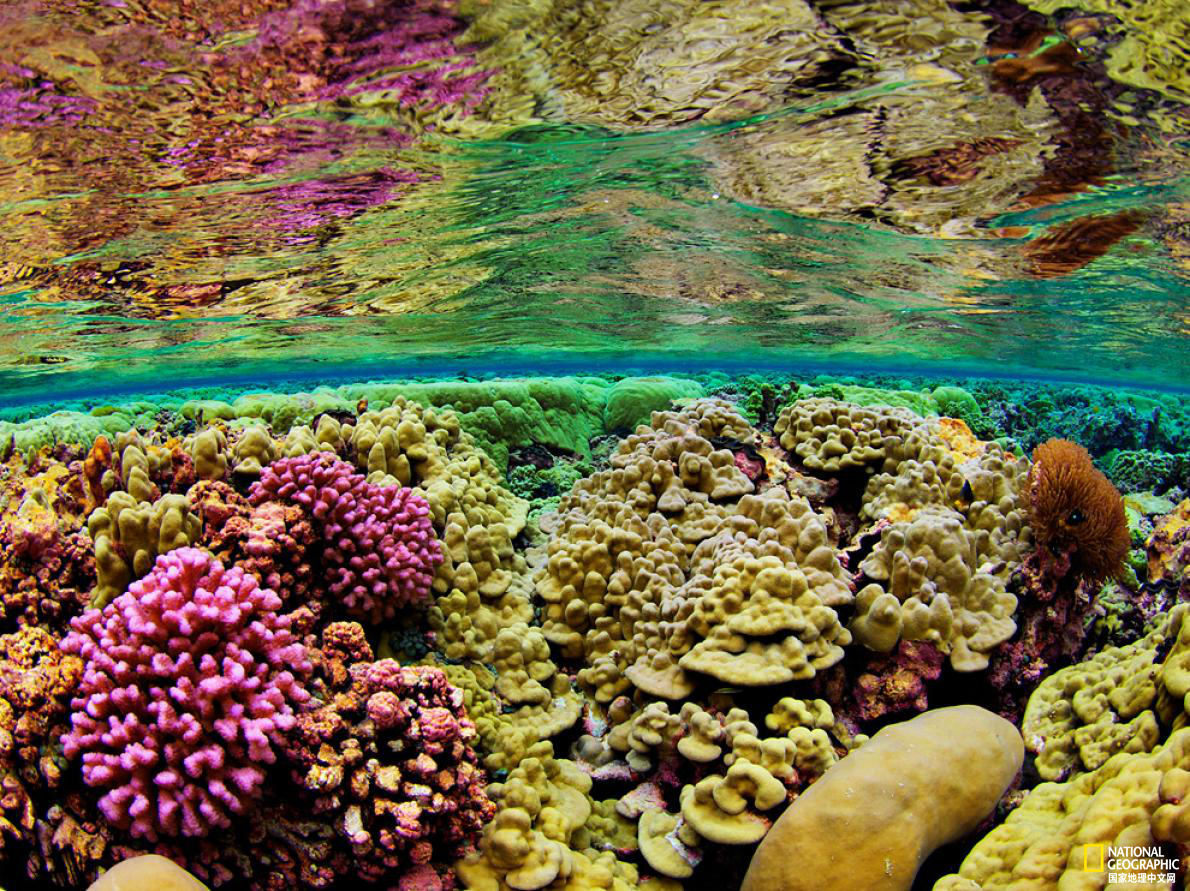 太美了！国家地理王牌摄影师探秘深海世界