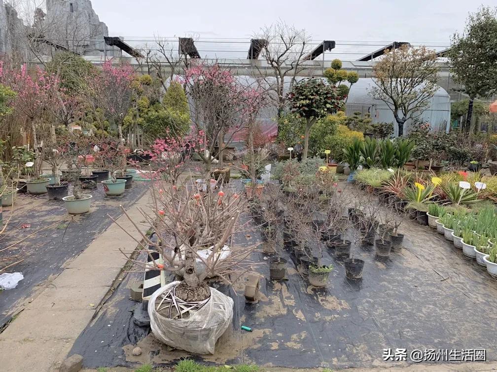 2元花盆批发,2元左右的花盆