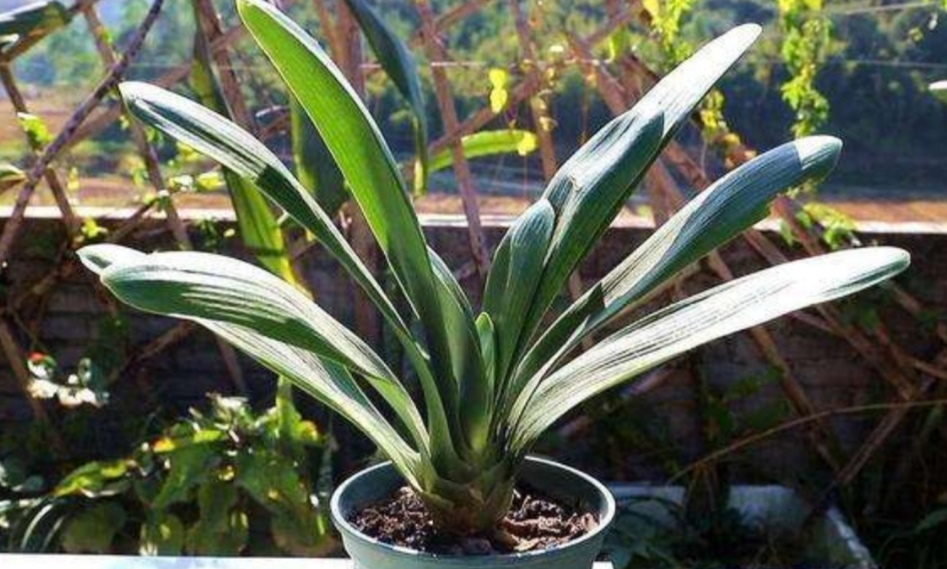 养君子兰需要什么土,养君子兰应该施什么肥