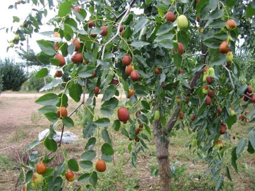 红枣苗种植方法全过程,种植红枣树要怎样管理