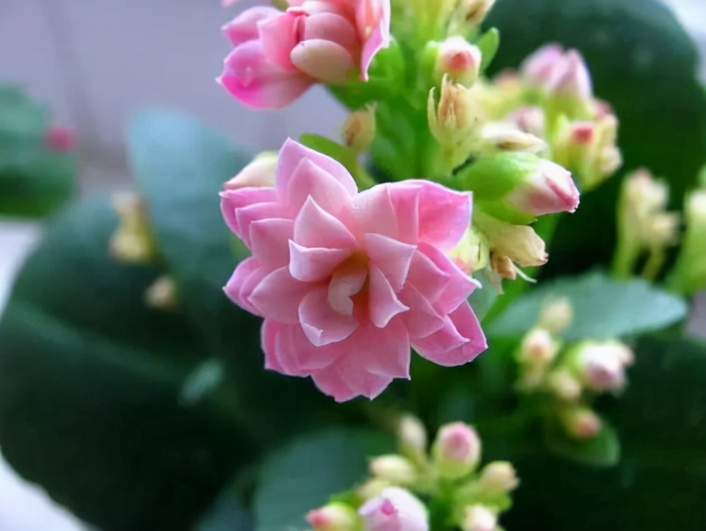 花卉绿植种植大全,温室常见的花卉