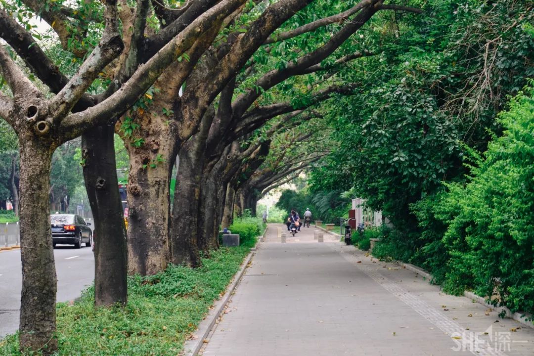 深圳蛇口前世今生,深圳蛇口有怎样的辉煌历史