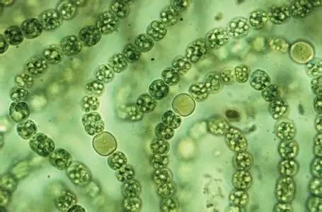 水产养殖业藻类的生命周期,水产养殖常见藻类植物