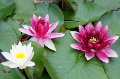 养睡莲的水要不要经常换,养睡莲的水特别黄怎么办