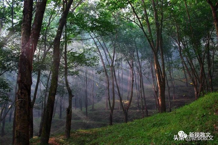 海南第一棵橡胶树,海南橡胶树的由来