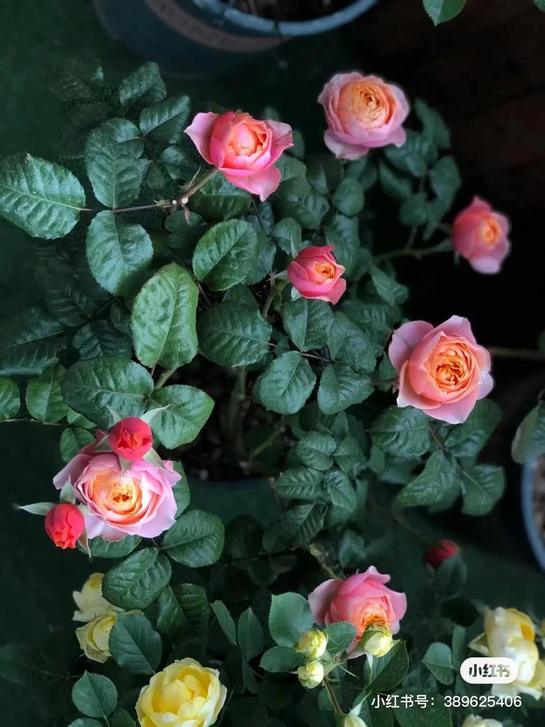 获得worldrose的12款月季品种,露台月季品种推荐