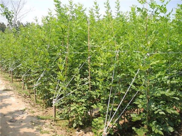 十年以上白蜡树,老白蜡树前景如何