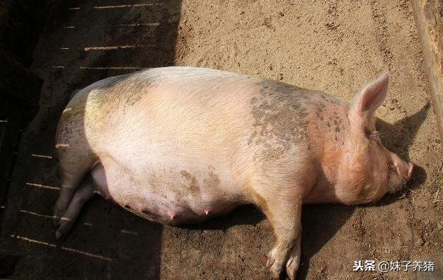 养猪氟苯尼考最佳配伍表,养猪用氟苯尼考注意事项