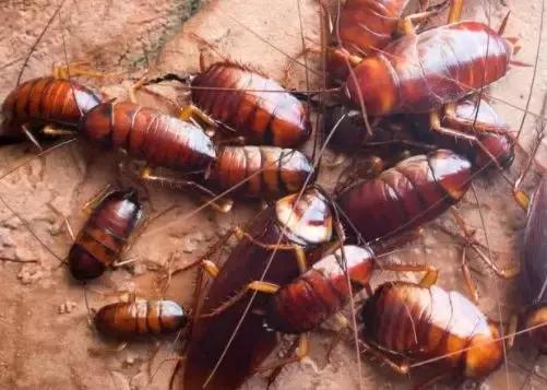 原来蟑螂最怕它,地上撒上少许,比蟑螂药好用