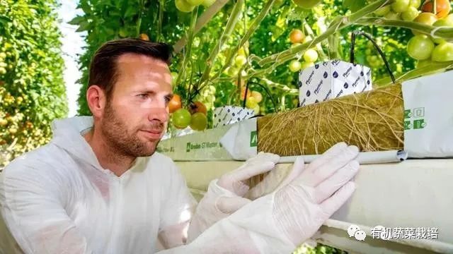 有机生态无土栽培原理与技术,无土栽培知识