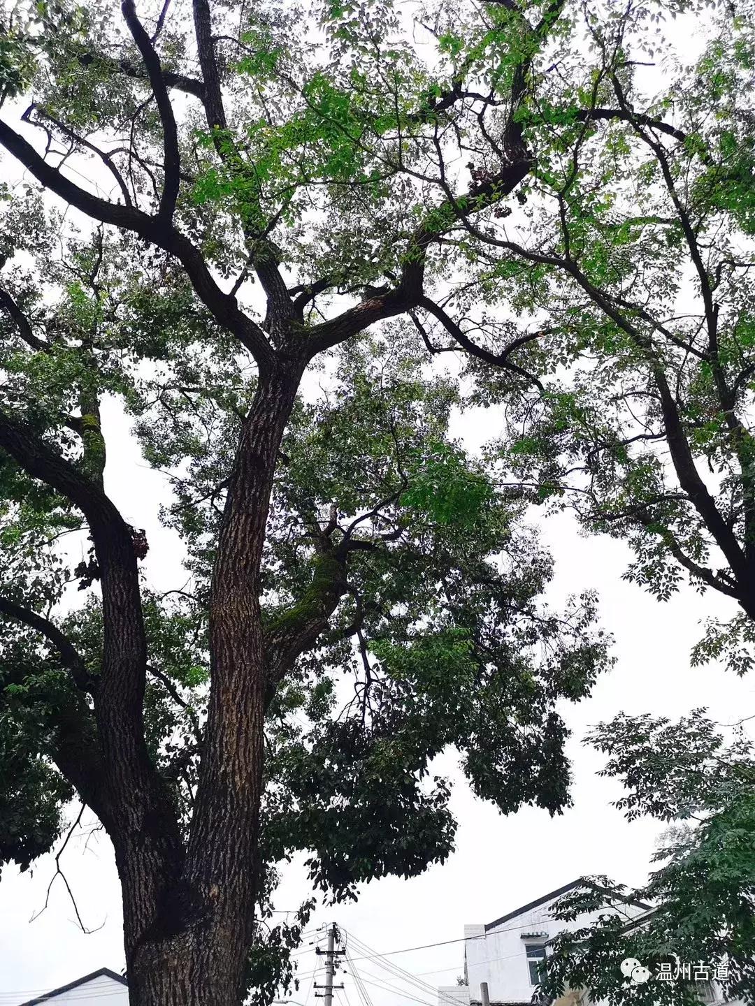 千年古村平阳县鸣山村古城夜景,平阳昆阳鸣山古村落