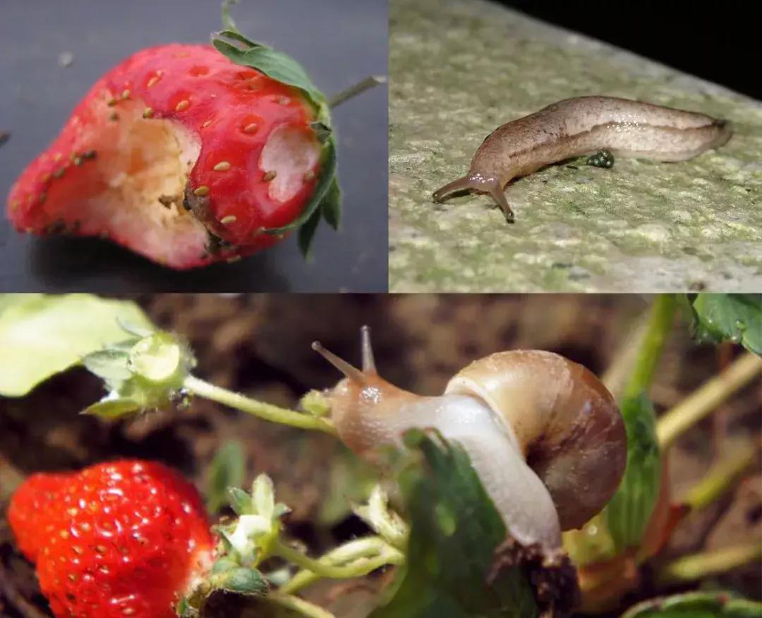 草莓蓟马虫害的症状与防治,秋季草莓虫害危害重点防治与识别