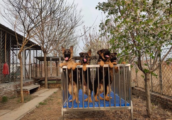 德牧来人不叫不看家,德牧不会看门