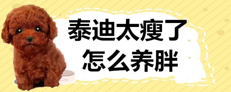 泰迪狗狗怎么才能养胖,泰迪狗狗偏瘦怎样喂才能长胖