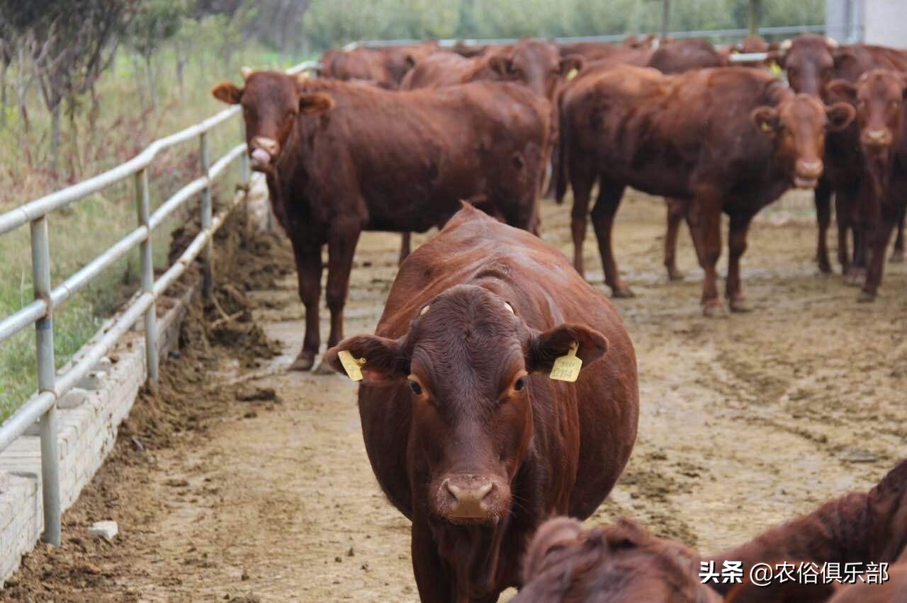 多省爆发牛皮肤病,三伏天不建议买牛,这些建议值得养牛人借鉴