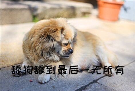 被人舔狗是什么体验,被舔狗甩了什么感受