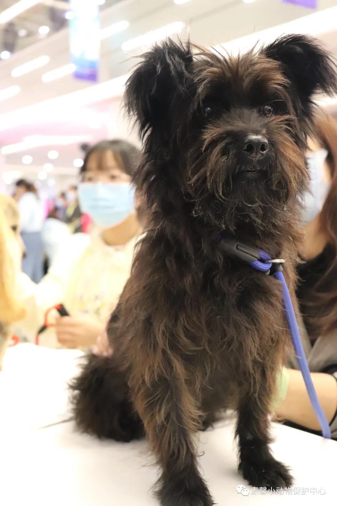 领养代替购买|2021年6月份福州线上宠物领养活动