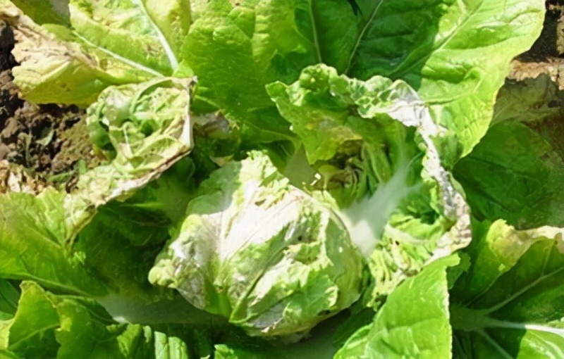 白菜不包心的土方法是什么,白菜不包心的原因